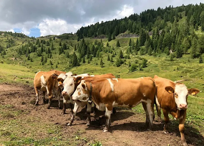 Piccolo Nido * Falcade