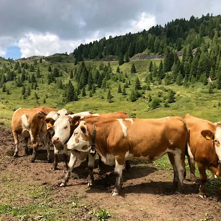 Piccolo Nido * 팔카데